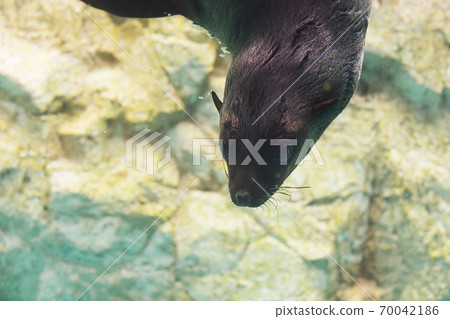橫濱動物園Zurasia /神奈川縣 橫濱動物園Zurasia /神奈川縣 70042186