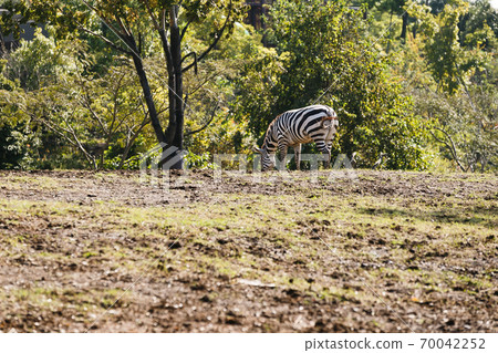 Yokohama Zoo Zoorasia, Kanagawa Prefecture, Japan 70042252
