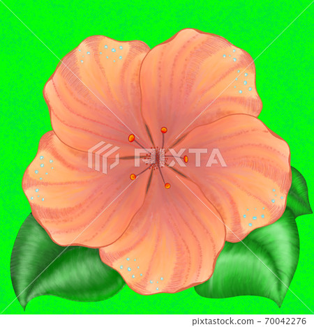 Flower watercolor illustration. 70042276