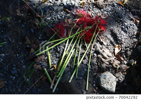 Kinchakuda cluster amaryllis returning to the soil (September 2020) 70042292