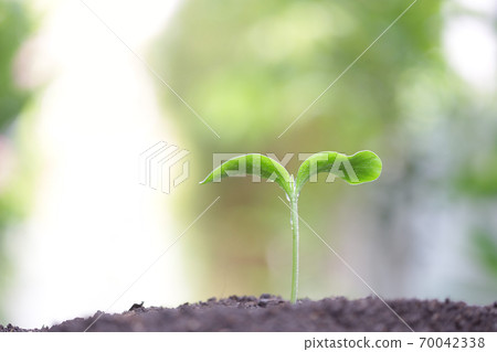 Young green plants growing in the morning  Young green plants growing in the morning  70042338