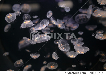 jellyfish jellyfish 70042714