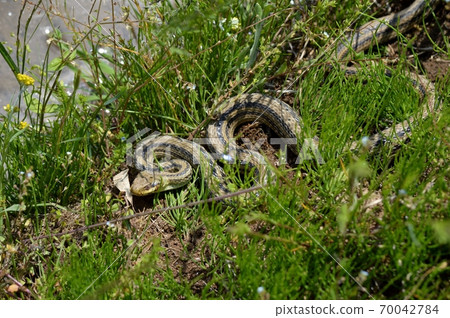 Striped snake lurking in the grass Striped snake lurking in the grass 70042784