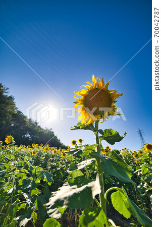 向日葵 向日葵 70042787