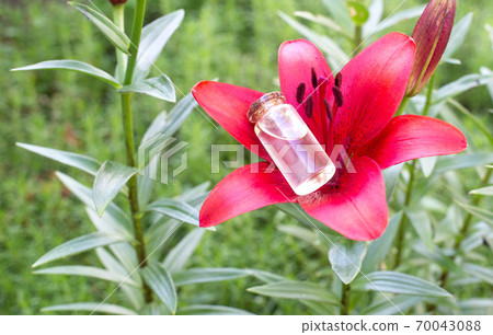 A bottle of essential oil lies in a red flower, background. The concept of aromatherapy and massage oils from flowers. A bottle of essential oil lies in a red flower, background. The concept of aromatherapy and massage oils from flowers. 70043088