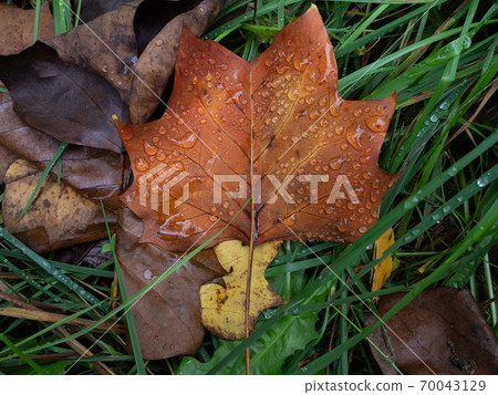 Autumn leaf on the forest floor 70043129