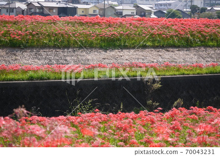 Cluster amaryllis Cluster amaryllis 70043231