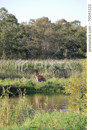 hiro路沼澤河和埃佐鹿 70043328