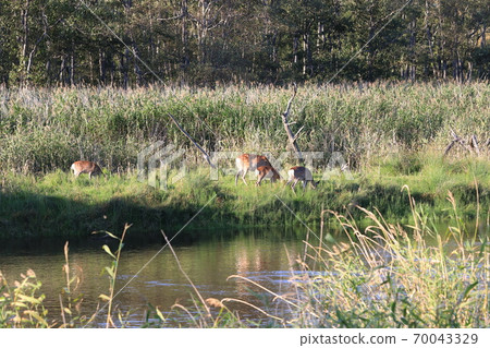 Kushiro Marsh River and Sika deer 70043329