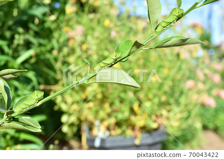 Swallowtail larva procession (3 caterpillar brothers) 70043422