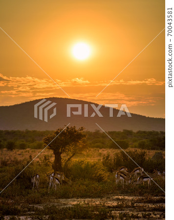 Herd of springbok antelopes photographed at sunset in Namibia Herd of springbok antelopes photographed at sunset in Namibia 70043581