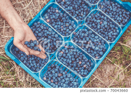 A picker harvesting fresh blueberries at the blueberry farm, food concept A picker harvesting fresh blueberries at the blueberry farm, food concept 70043660