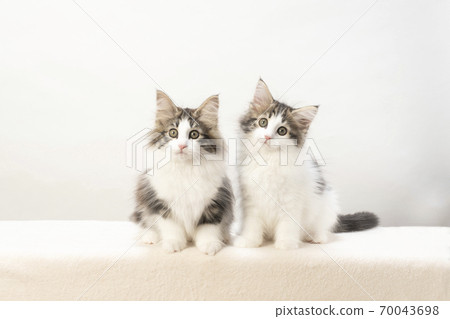 Two Norwegian Forest Cat kittens Two Norwegian Forest Cat kittens 70043698