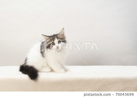 Norwegian Forest Cat kitten Norwegian Forest Cat kitten 70043699