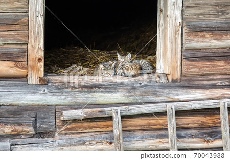 Cats sitting on the hay in old wooden house Cats sitting on the hay in old wooden house 70043988
