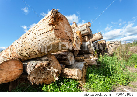 Cut tree logs piled up near a forest road in sunny summer day 70043995