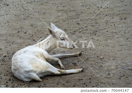 newborn baby white albino roe deer newborn baby white albino roe deer 70044147