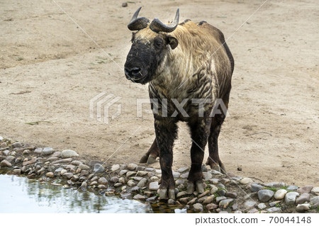 mishmi takin mountain goat mishmi takin mountain goat 70044148