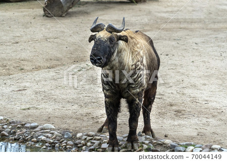 mishmi takin mountain goat mishmi takin mountain goat 70044149