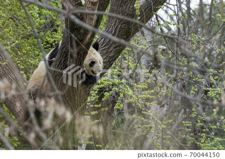 giant panda portrait on a tree giant panda portrait on a tree 70044150