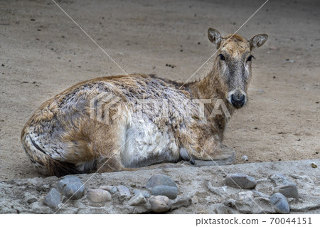 Pere David deer portrait 70044151