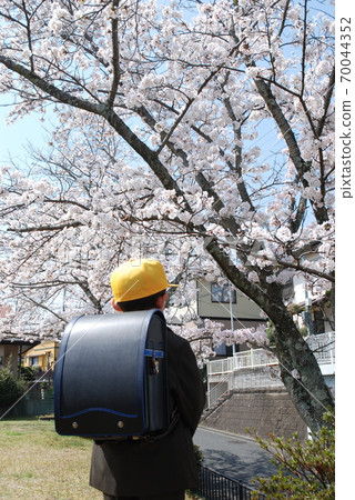 Cherry blossoms and freshmen Cherry blossoms and freshmen 70044352