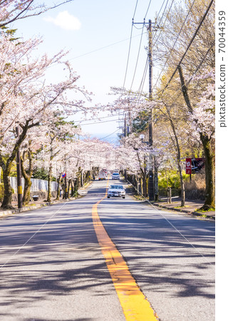 櫻花隧道(靜岡縣伊東市八man野) 櫻花隧道(靜岡縣伊東市八man野) 70044359