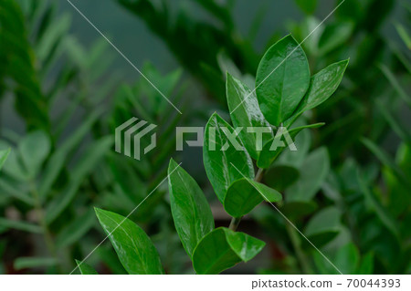 Zamioculcas flower leaves close-up. Green floral background Zamioculcas flower leaves close-up. Green floral background 70044393
