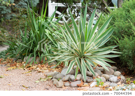 Beautiful yucca with striped leaves in beautiful home yard. Selective focus Beautiful yucca with striped leaves in beautiful home yard. Selective focus 70044394