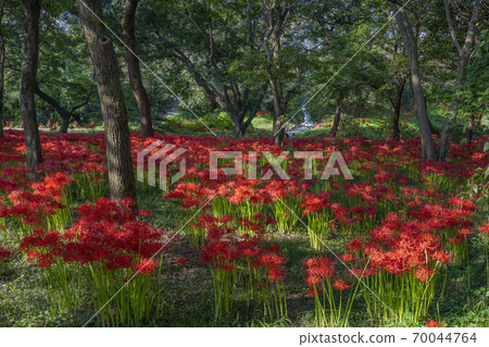 Numakubo waterside music school cluster amaryllis Fujinomiya city Numakubo waterside music school cluster amaryllis Fujinomiya city 70044764