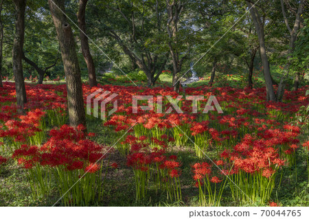 Numakubo waterside music school cluster amaryllis Fujinomiya city 70044765