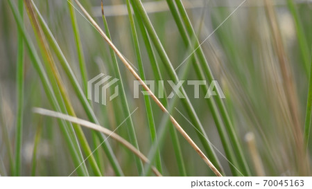 Autumnal moorland grasses with intentionally de-focused, bokeh backgrounds Autumnal moorland grasses with intentionally de-focused, bokeh backgrounds 70045163