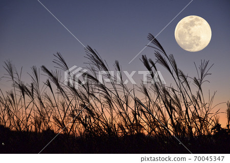 [Autumn Image] Mid-Autumn Moon and Susuki 70045347