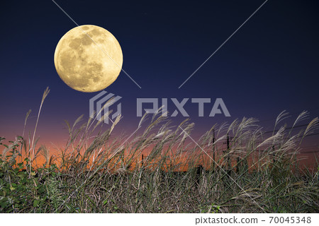 [Autumn Image] Mid-Autumn Moon and Susuki 70045348