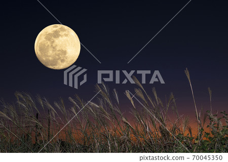 [秋季圖片]中秋節和鈴木 70045350