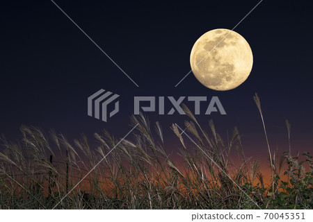 [秋季圖片]中秋節和鈴木 70045351