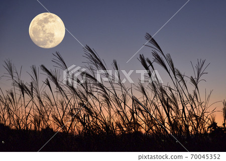 [秋季圖片]中秋節和鈴木 70045352