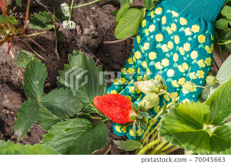 Female gardener is holding strawberries in hand dressed in glove 70045663