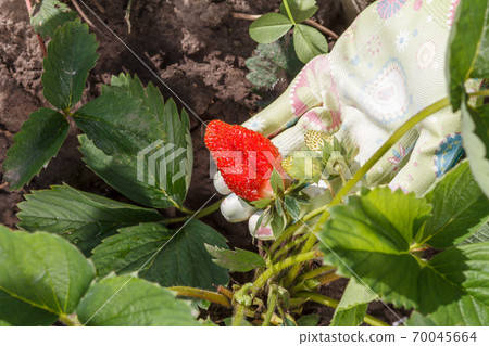 Female gardener is holding strawberries in hand dressed in rubber glove 70045664