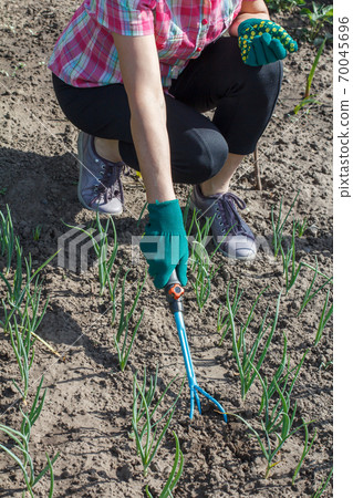 Gardener is loosening soil around the onions using hand garden rake Gardener is loosening soil around the onions using hand garden rake 70045696