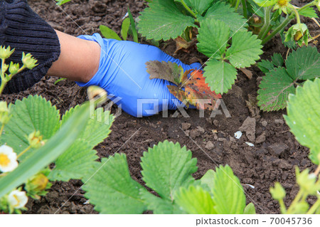 Farmer tears off diseased leaves on strawberry bush in the garden Farmer tears off diseased leaves on strawberry bush in the garden 70045736