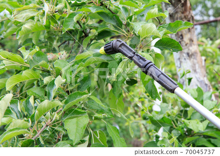 Protecting young apple tree from fungal disease or vermin with pressure sprayer Protecting young apple tree from fungal disease or vermin with pressure sprayer 70045737