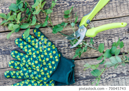 Garden gloves, pruner and cut branch of rose on wooden boards 70045743