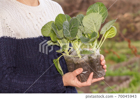 Woman holds cabbage seedlings in plastic pots with soil 70045943