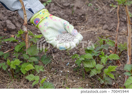 Farmer hand dressed in a glove giving chemical fertilizer to soil Farmer hand dressed in a glove giving chemical fertilizer to soil 70045944