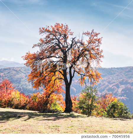 Majestic beech tree with orange beams at autumn mountains 70045956