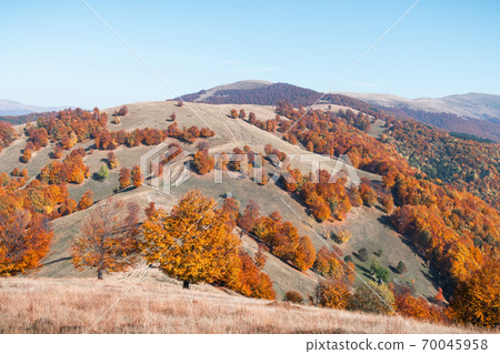 Picturesque autumn mountains with red beech forest Picturesque autumn mountains with red beech forest 70045958