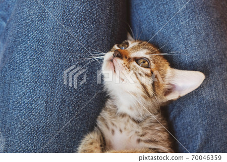 Adorable little tabby kitten lying on knees. 70046359