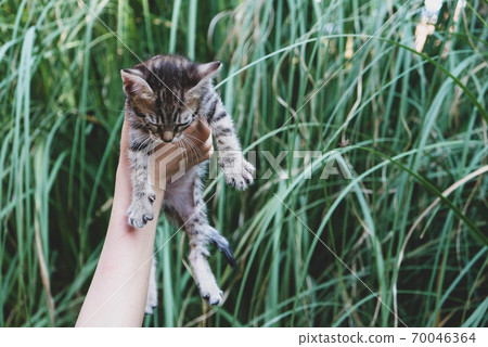 Adorable little tabby kitten in female hands. Adorable little tabby kitten in female hands. 70046364
