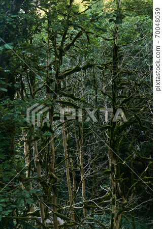 withered boxwood forest due to box tree moth infestation in Caucasus, Russia withered boxwood forest due to box tree moth infestation in Caucasus, Russia 70048059